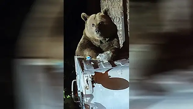 Uludağ'da aç kalan ayı çöplere dadandı