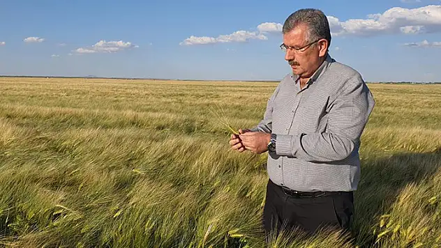 Ulusal Hububat Konseyi: Buğday rekolte tahmini 21,5 milyon ton