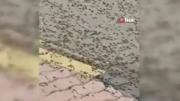 Umman'da karınca istilası