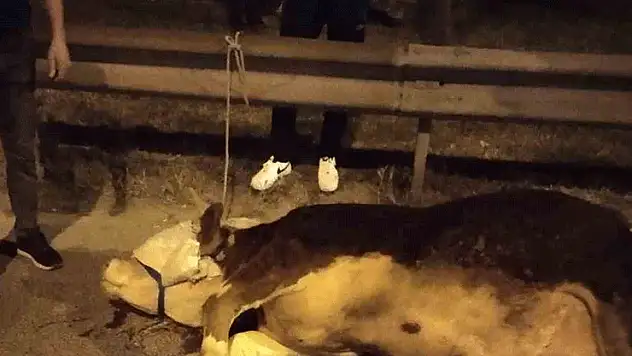 Ümraniye'de kamyonetten yola atlayan kurbanlık dananın ayağı kırıldı