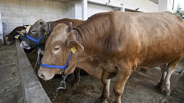 Umuma açık yerlerde kurban kesene para cezası uygulanacak
