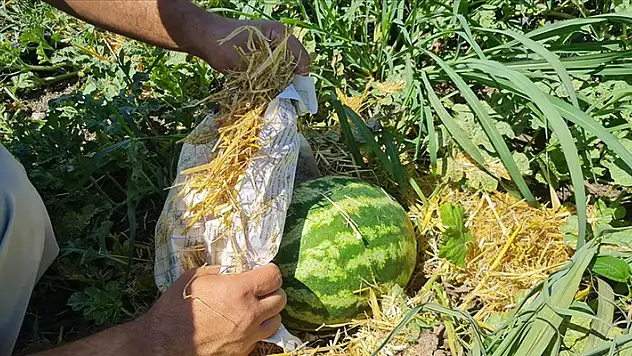 Üreticiler karpuzu aşırı sıcaktan gazete ve samanla koruyor
