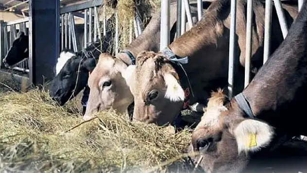 Üst üste hamleler! Fiyatı yüzde 20 birden düşecek!