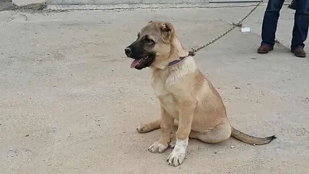 Üşümesin diye boş dükkana bırakılan köpeği çaldılar