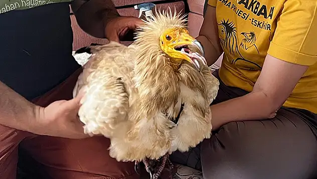 Uydudan takip edilen akbaba Midas, 1 yılda 32 bin kilometre uçtu

