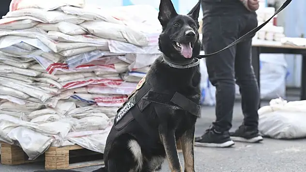 Uyuşturucuya geçit yok: 420 kilogram ele geçirdi