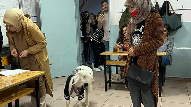 Üzerine kazak giydirdiği kuzusuyla oy kullanmaya geldi
