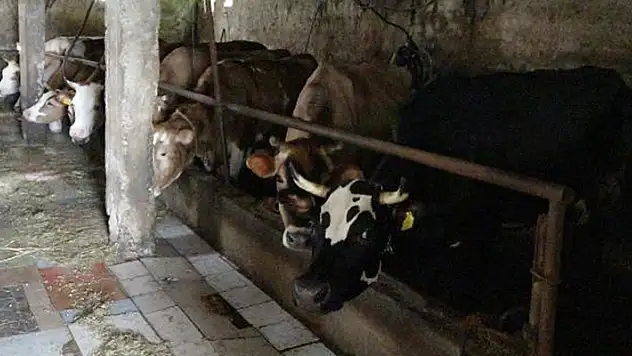 Uzmanından kurban kesimi öncesi kene uyarısı