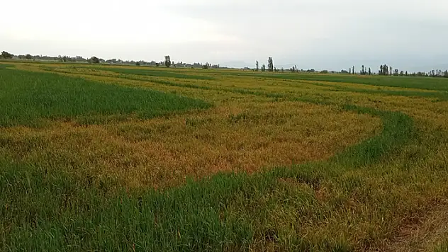 Uzmanlar uyarıyor: Hububatta sarı pas hastalığına dikkat!