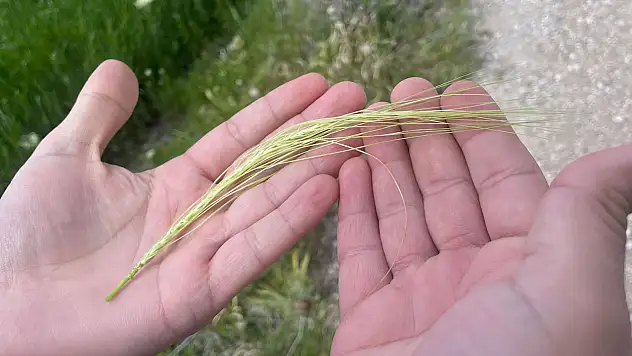 Uzmanlardan Konya Ovası için rekolte açıklaması