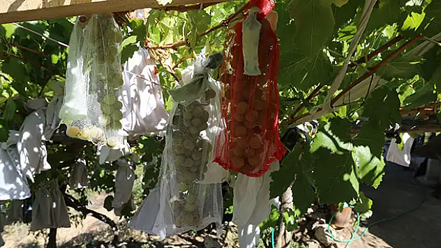 Üzüm salkımlarını kese ile koruyor