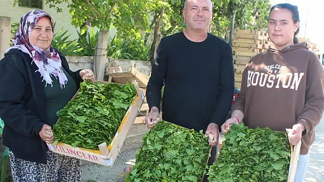 Üzümden önce yaprağı gelir kapısı oldu
