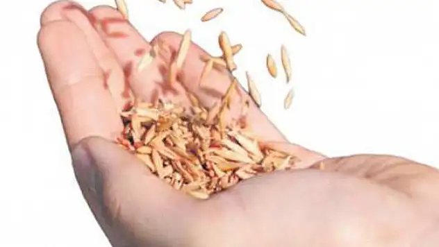 Uzun yaşamın sırrı tahılda gizli