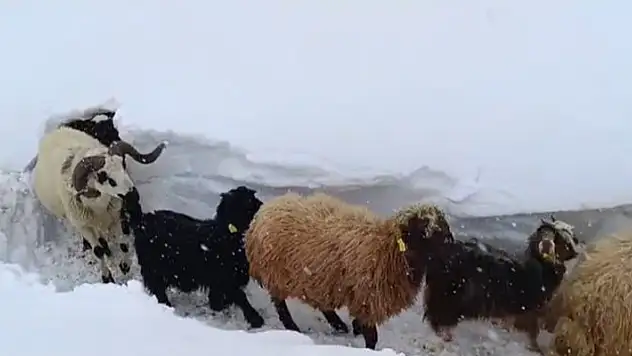 Van Bahçesaray'da hayvanların tünelli geçişi
