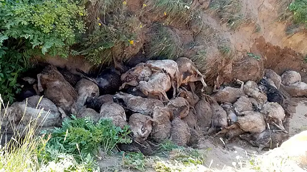 Van'da peş peşe uçurumdan atlayan 130 koyun öldü

