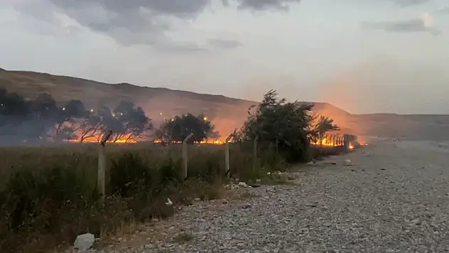 Van'da ağaçlık alanda yangın