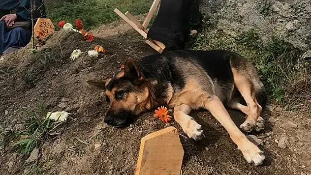 Vefalı köpek, ölen sahibinin mezarı başından bir an olsun ayrılmıyor
