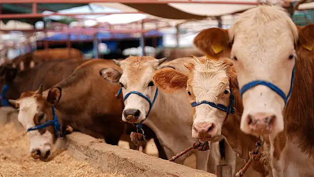 Vekaleten kurban nasıl kesilir? İşte detayları