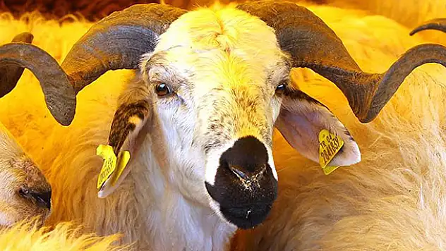 Vekaletle kurban bedeli açıklandı