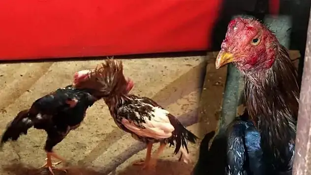 Villaya şok baskın! Horoz dövüştüren 16 kişi hakkında işlem yapıldı
