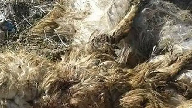 Yaban hayvanları Konya'da 25 koyunu telef etti
