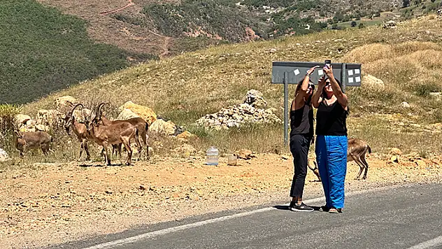 Yaban keçilerinin insanlara alıştığı Tunceli'de uzmanından 'ölümcül' uyarı
