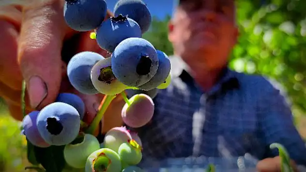 Yaban mersini ekti, dönümünden 100 bin lira kazanıyor