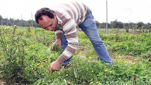 Yaban orkideleri için gen kaynağı bahçesi