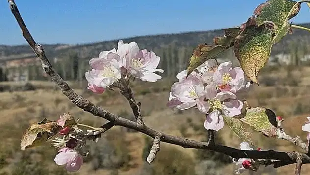 Yağış beklenirken Bozkır'da ağaçlar çiçek açtı