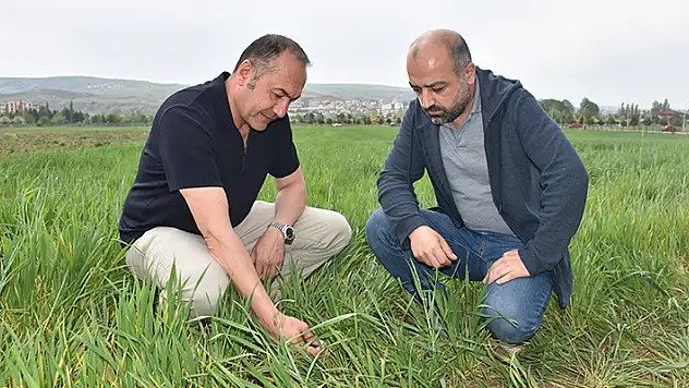 Yağış olmamasına rağmen tarlalarda görülen 'sarı pas' hastalığı için ilaçlama önerisi
