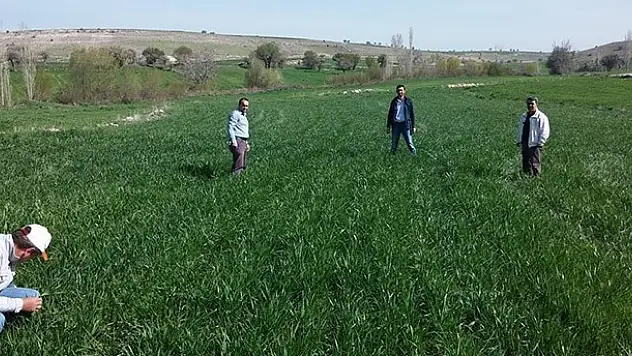 Yağışlar, Beyşehir'de çiftçilerin yüzünü güldürdü