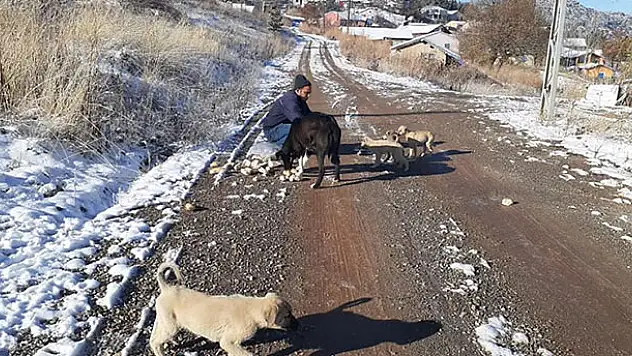 Yalıhüyük Belediyesinden köpeklere yiyecek yardımı