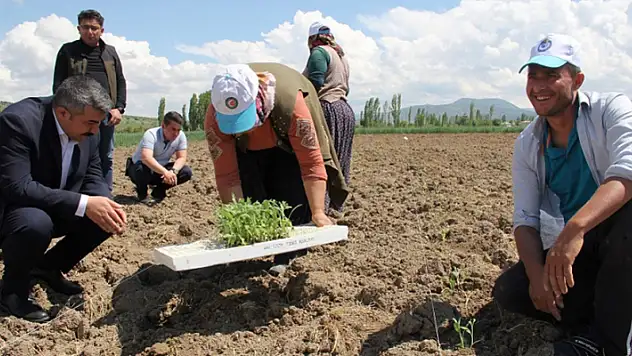 Yalıhüyük'te 9 bin ada çayı fidanı dikildi
