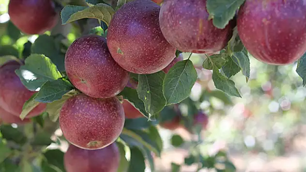Yalıhüyük'te elma rekoltesi 200 ton
