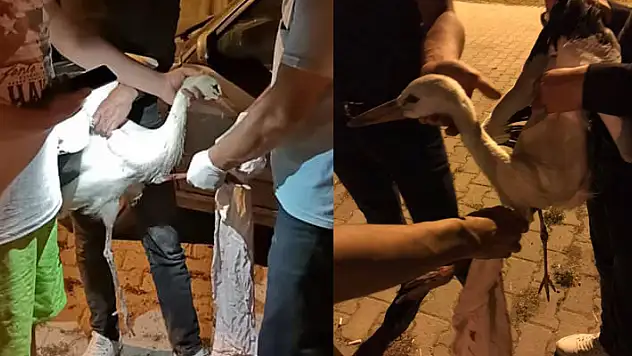 Yalıhüyük'te yaralı halde bulunan leylek tedavi edildi
