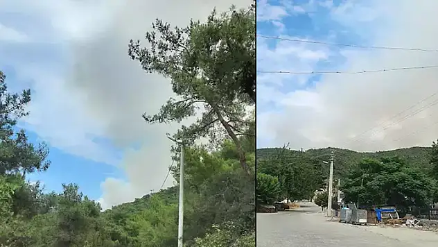 Yalova'da orman yangını! Alevler rüzgarın etkisiyle yayılıyor
