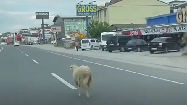 Yalova'da kaçak kurbanlık koyun trafiği birbirine kattı