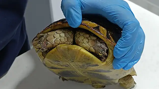 Yangında kurtarılan kaplumbağa, travma nedeniyle kabuğundan çıkmıyor
