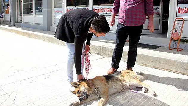 Yaralı bulduğu köpeği tedavi ettirdi