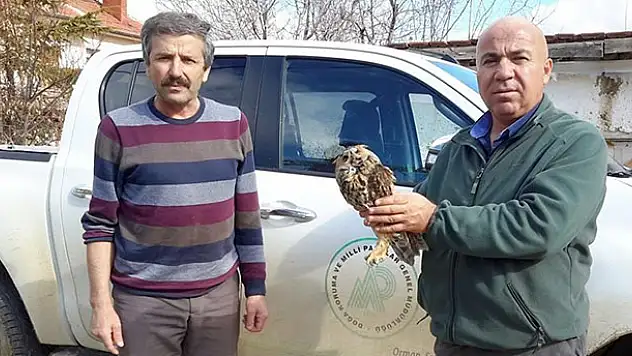 Yaralı bulunan kulaklı orman baykuşu koruma altında