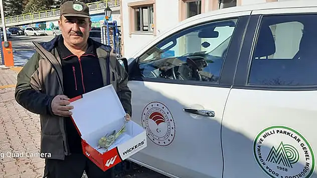 Yaralı bulunan sultan papağanı tedaviye alındı