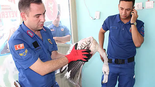 Yaralı flamingoya jandarma sahip çıktı
