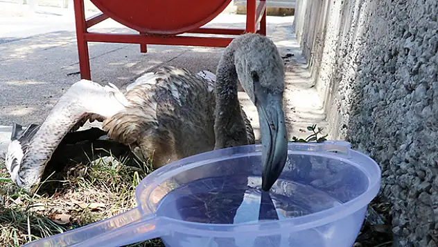 Yaralı flamingoyu polis memurları elleriyle besledi