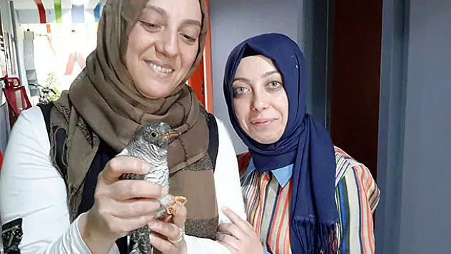 Yaralı guguk kuşu koruma altına alındı