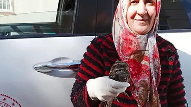 Yaralı halde bulunan çobanaldatan kuşu tedaviye alındı