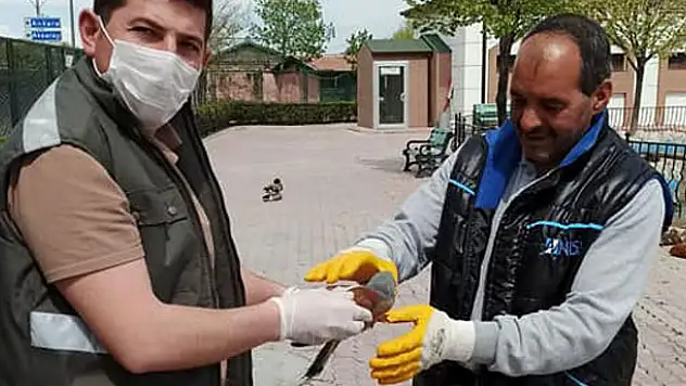 Yaralı halde bulunan kerkenez tedaviye alındı
