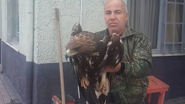 Yaralı kartal koruma altına alındı