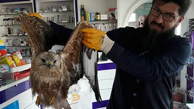 Yaralı kartal tedavi altına alındı