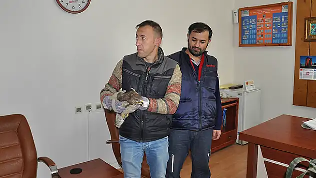 Yaralı Kartal Tedavi Edilip Doğaya Salınacak
