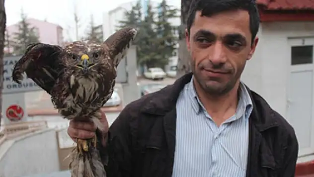 Yaralı kartal tedavi ediliyor